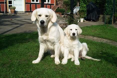 Golden retriever Lady - Lady er den lille til højre billede 1