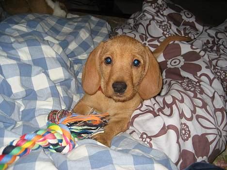 Basset fauve de bretagne Luna billede 1