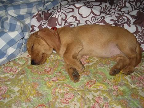 Basset fauve de bretagne Luna - det er svært at falde til ro... men jeg sover nu billede 2