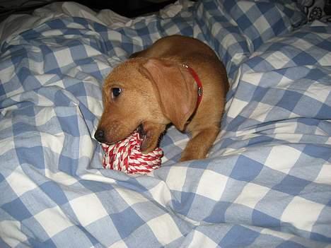 Basset fauve de bretagne Luna - elsker den her bold billede 3