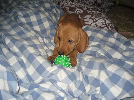 Basset fauve de bretagne Luna - Dejlig bold billede 4