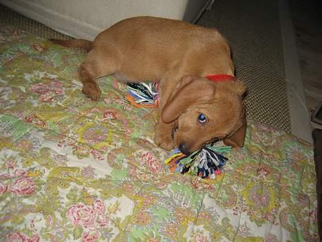 Basset fauve de bretagne Luna billede 5