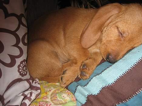 Basset fauve de bretagne Luna - er træt har leget hele dagen billede 6