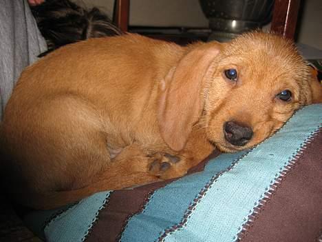 Basset fauve de bretagne Luna - jeg er helt udmattet... billede 7