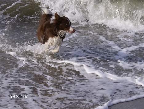 Border collie rex billede 10