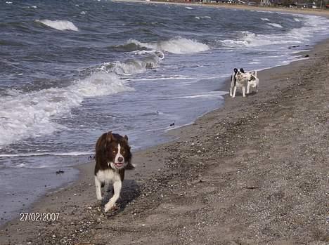 Border collie rex billede 11