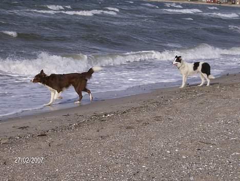 Border collie rex billede 12