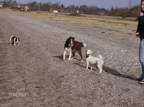 Border collie rex billede 13