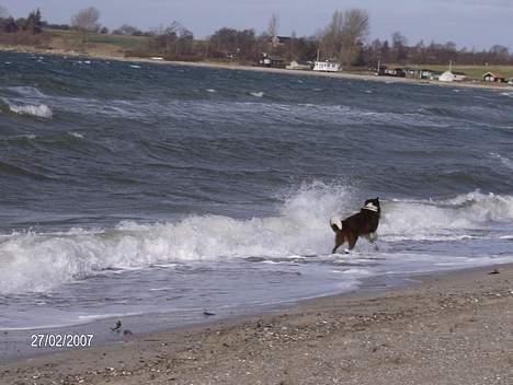 Border collie rex billede 14