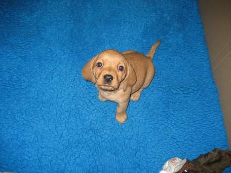 Basset fauve de bretagne Luna - Luna som lille da vi skulle se hende på 8 uger... ( Min mor og far skulle på ferie det er derfor vi hentede hende da hun var 10 uger ) billede 8