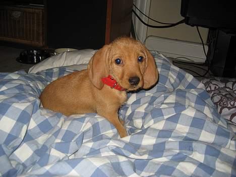 Basset fauve de bretagne Luna billede 9