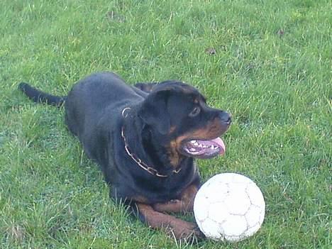 Rottweiler Laban billede 5