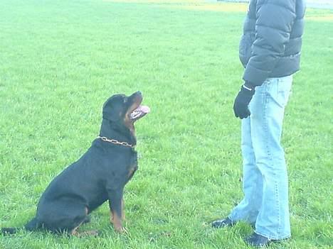 Rottweiler Laban billede 6