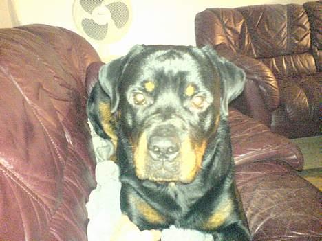 Rottweiler Laban billede 7