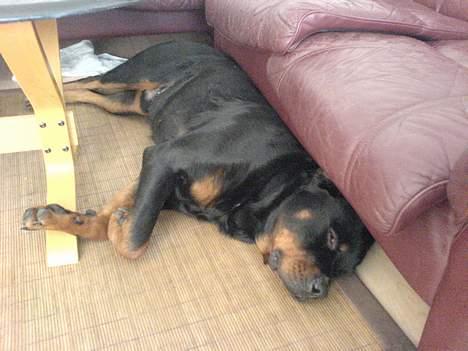 Rottweiler Laban billede 8