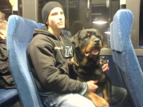 Rottweiler Laban billede 9