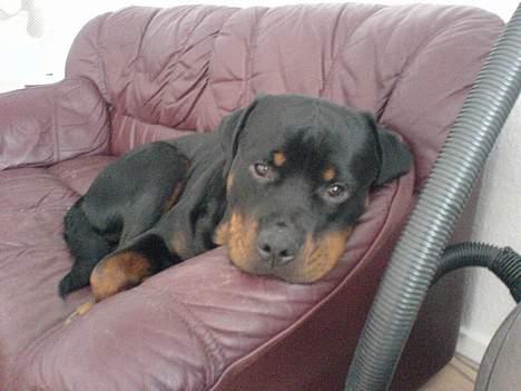 Rottweiler Laban billede 10