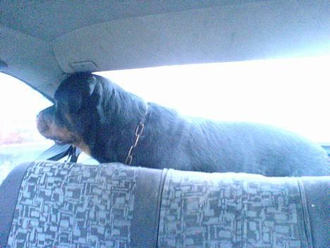 Rottweiler Laban billede 11