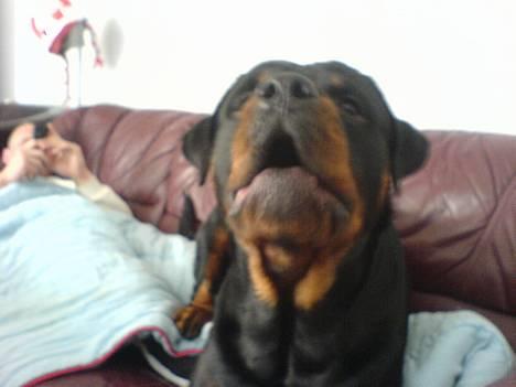 Rottweiler Laban billede 12