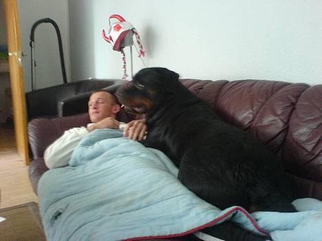 Rottweiler Laban billede 13