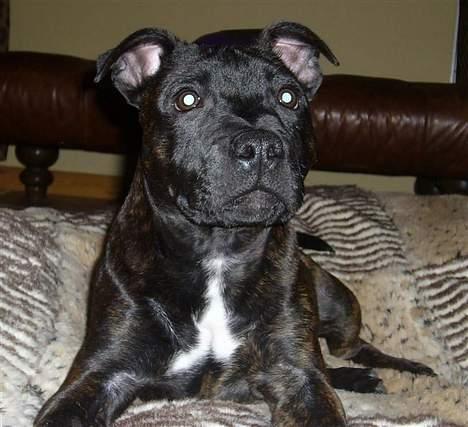 Staffordshire bull terrier Cisco - 18 uger (Tak til fotografen Charlotte :-) billede 13