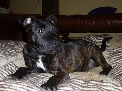 Staffordshire bull terrier Cisco - 18 uger - På besøg hos moar billede 14