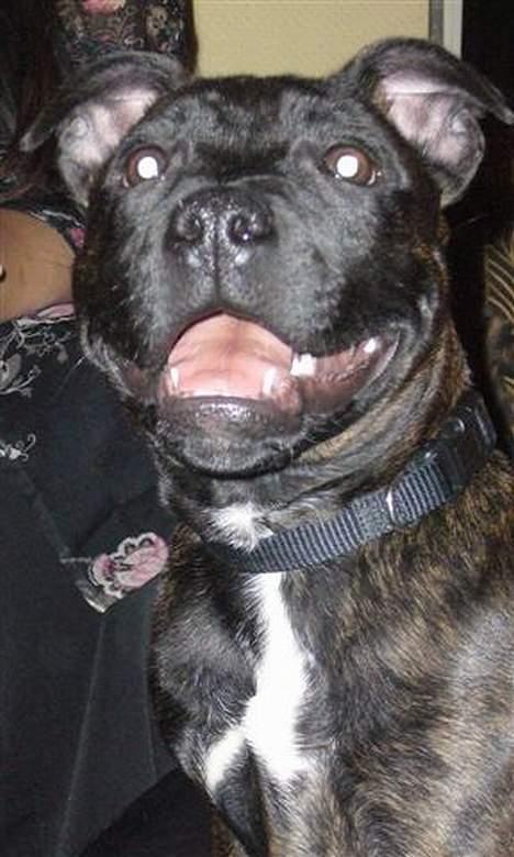 Staffordshire bull terrier Cisco - 18 uger billede 15