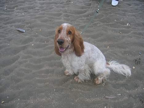 Cocker spaniel Cosmo - Her er jeg på Rømø billede 20