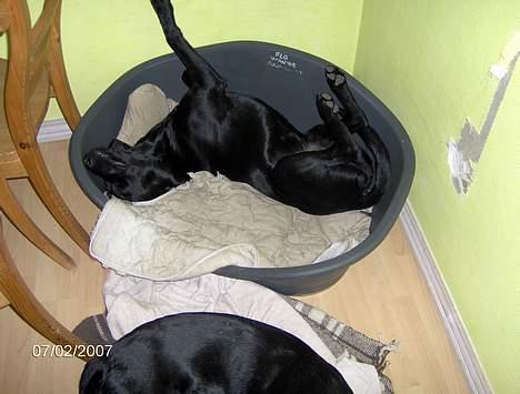 Labrador retriever (Formel 1) Flo - Hmmm, jeg er faktisk go`til at sove rigtig grimt! billede 15