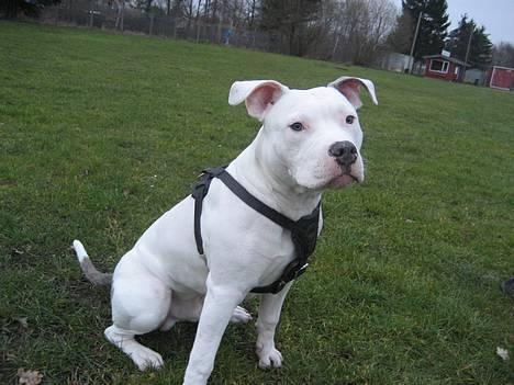 Amerikansk staffordshire terrier Chico - 6 mdr billede 1