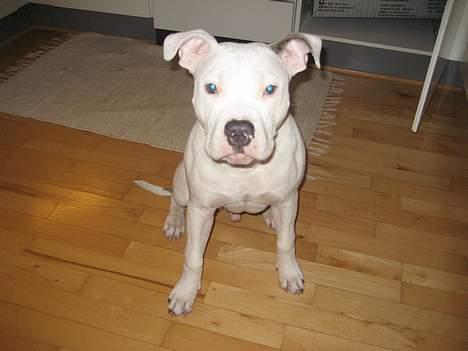 Amerikansk staffordshire terrier Chico - 6 mdr billede 2