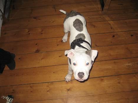 Amerikansk staffordshire terrier Chico - 6 mdr billede 3