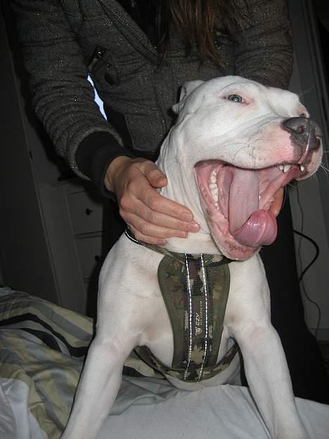 Amerikansk staffordshire terrier Chico - 6 mdr billede 4