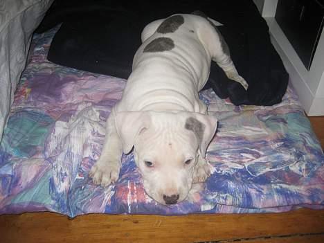 Amerikansk staffordshire terrier Chico - 8 uger gammel billede 5