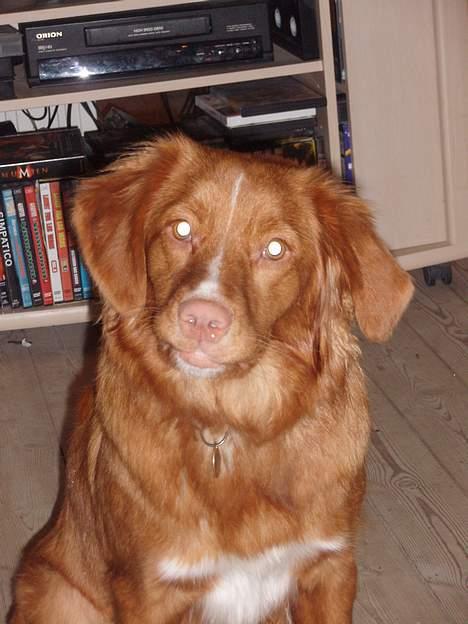 Nova scotia duck tolling retriever Cindy billede 1