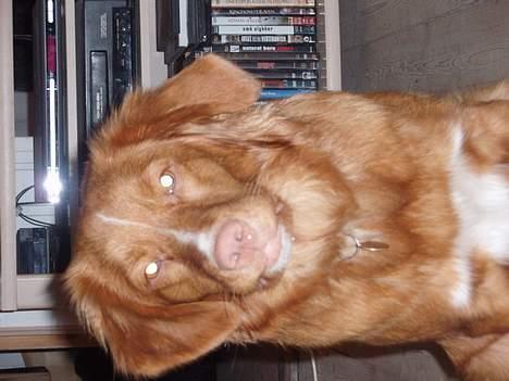 Nova scotia duck tolling retriever Cindy billede 2