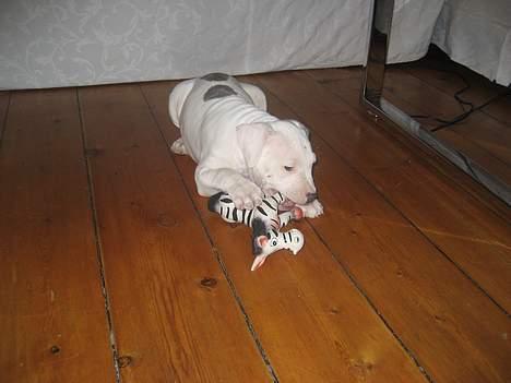 Amerikansk staffordshire terrier Chico - 8 uger gammel billede 6