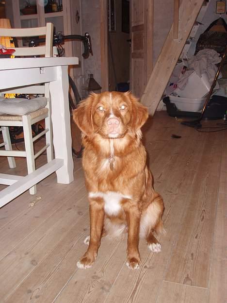 Nova scotia duck tolling retriever Cindy billede 3