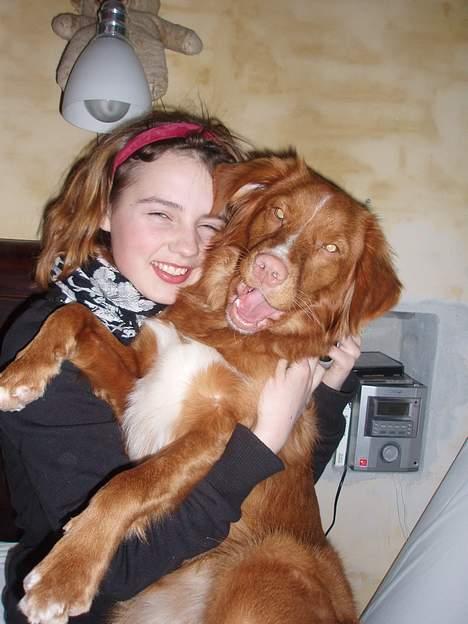 Nova scotia duck tolling retriever Cindy - Den dejlige Cindy, tøs! :P billede 4