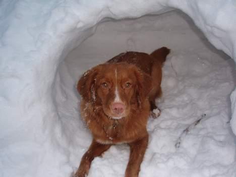 Nova scotia duck tolling retriever Cindy billede 5