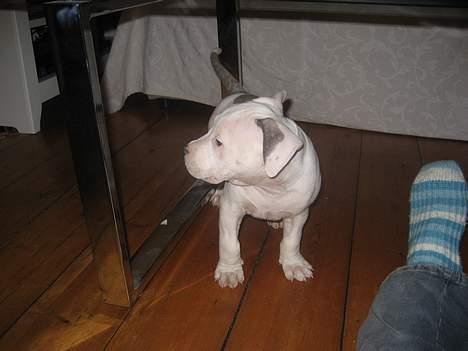 Amerikansk staffordshire terrier Chico - 8 uger gammel billede 7