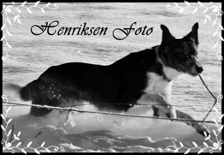 Border collie Team Lyng's Balder - MIG! Jeg er bare lækker! billede 1