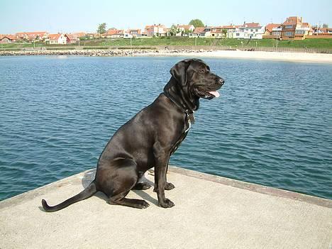 Blanding af racer Becca billede 15