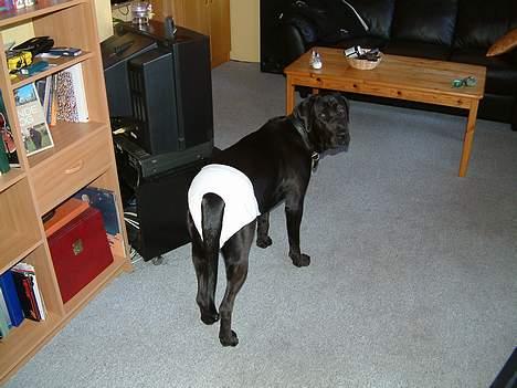 Blanding af racer Becca - Tja, så er det den tid på måneden. billede 16