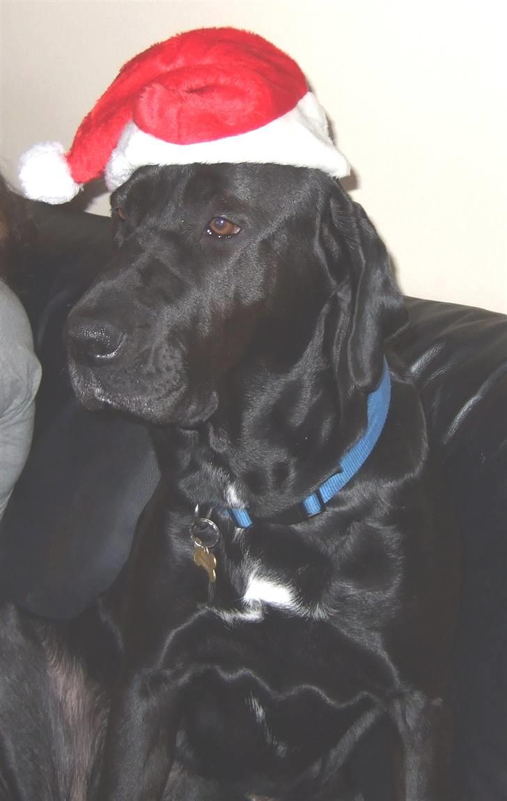 Blanding af racer Becca - tja, så det jo jul! billede 17