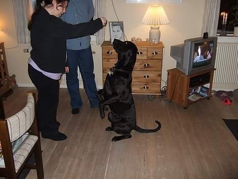 Blanding af racer Becca - Tigge pænt billede 18