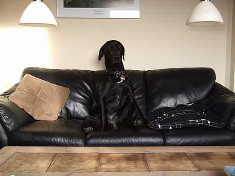 Blanding af racer Becca - Min sofa! billede 19