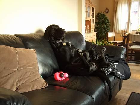 Blanding af racer Becca - Mig og pivedyret tager lige en slapper i sofaen billede 20