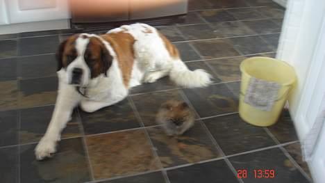 Sankt bernhardshund Daisy - Jeg er så glad for min nye lillesøster cise ;) billede 15