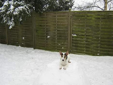 Jack russell terrier Mille billede 6